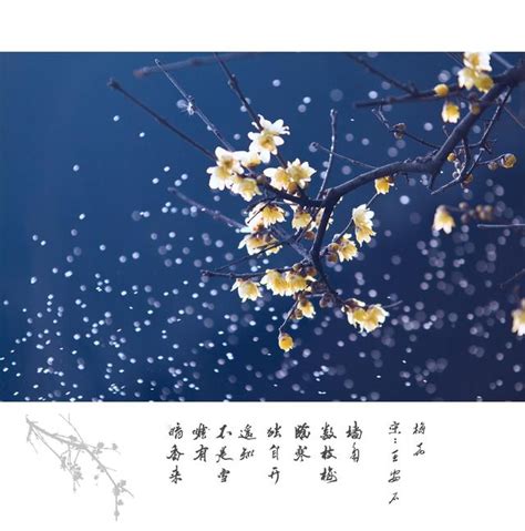 夢見花開|夢見花開